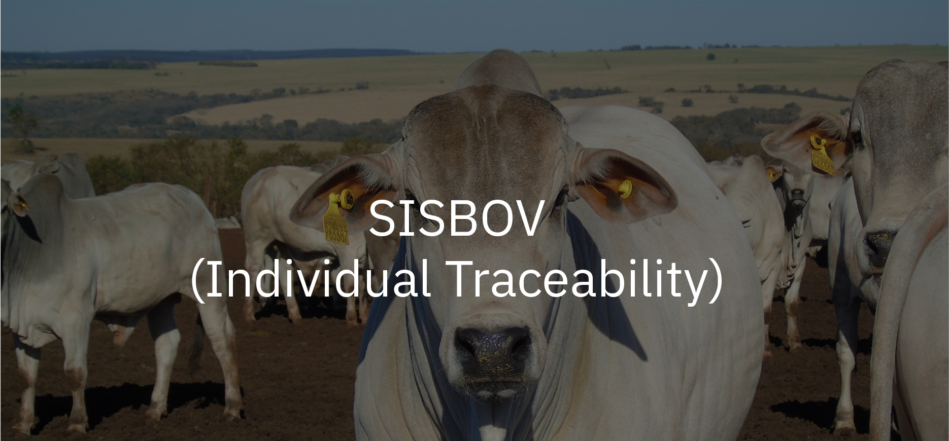 sisbov individual traceability